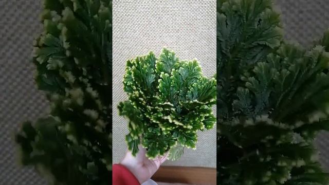 Селагінела 150грн Лубни смотреть онлайн