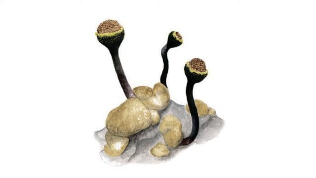 Красная книга Архангельской области. Лишайники. смотреть онлайн