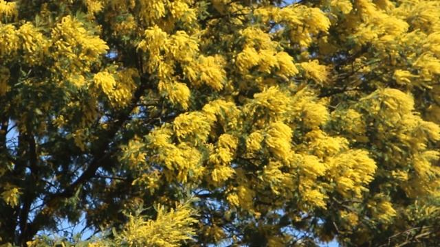 05 03 2019 мимоза цветет у 12 ти этажки Кобулети ქობულეთი Аджария Грузия смотреть онлайн