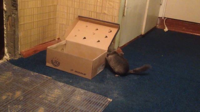 Chinchilla runs and cleans part 2 смотреть онлайн