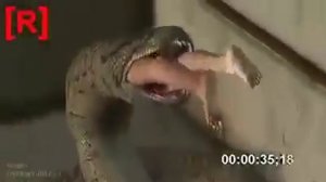 Анаконда сьела девушку...