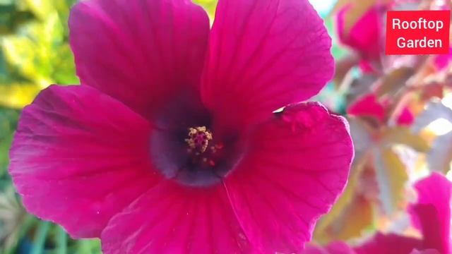 How To Grow Cranberry Hibiscus Plant | Caring Tips | #rooftopgarden