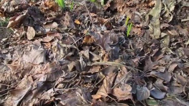 Стан еремурусів 7квітня 2020р. смотреть онлайн