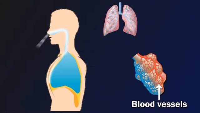 Breathing Mechanism: Inhalation and Exhalation смотреть онлайн