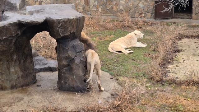 Влюбленный в королеву рыцарь! Тайган смотреть онлайн