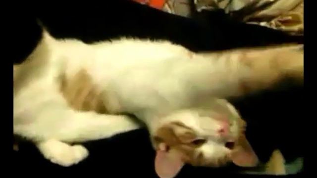 КОШАЧЬЯ ЛЮБОВЬ смотреть онлайн
