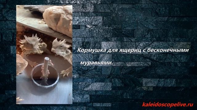 Кормушка для ящериц с бесконечными муравьями. смотреть онлайн