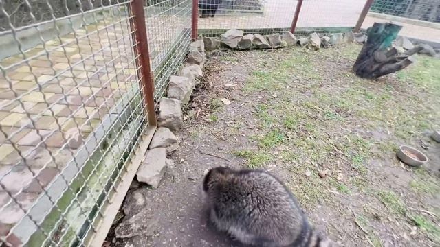 В Тайгане снова подкидыши- огромный чёрный кот и беленькая кошечка! смотреть онлайн