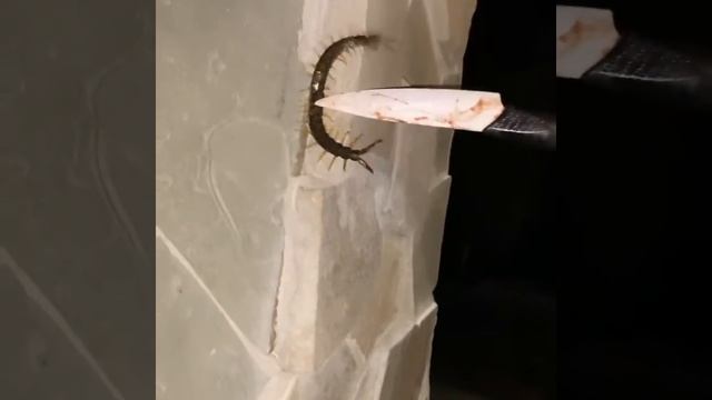 Сколопендра в Крыму смотреть онлайн