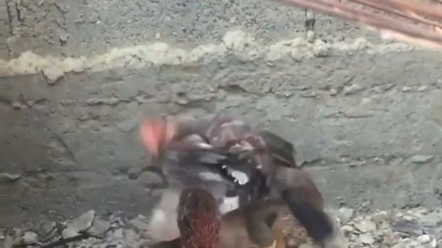Даканы молодняк смотреть онлайн