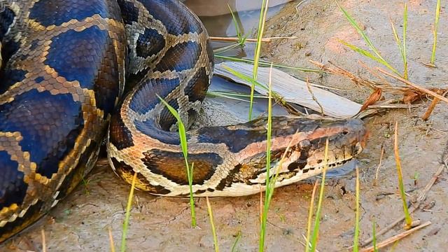 Snake Big snake like Anaconda snake #babyanimal #monkey #otter #like #jungkook#cute #dgp # смотреть онлайн