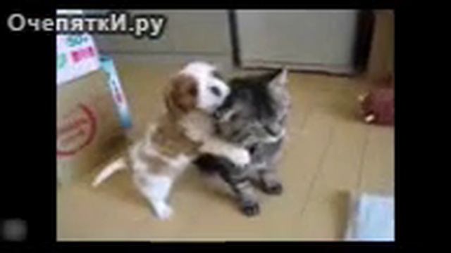 Разнообразие отношений собак и кошек смотреть онлайн
