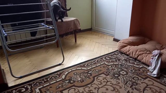 Французский бульдог Альма. Альма v/s Мурчик раунд-2 смотреть онлайн