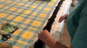 Черешковый сельдерей в улитке #садсвоимируками #садоводство #рассадаовощей