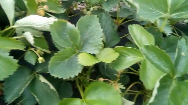 Клубника клери. Обзор участка 05 июля смотреть онлайн