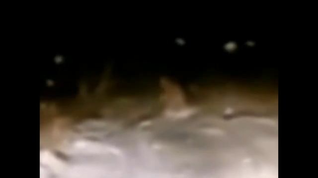 5 Жутких существ снятых на камеру.