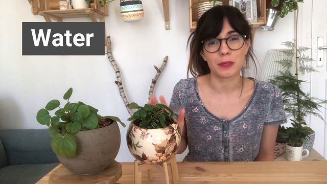 Peperomia Albovittata Rana Verde Care