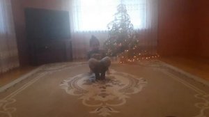 видео урок как сделать кувырок на мостик