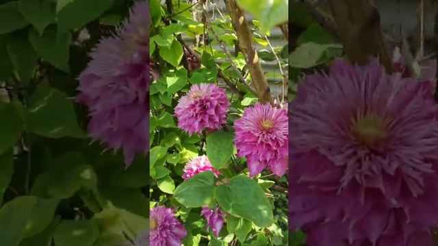 КЛЕМАТИС СОРТА 