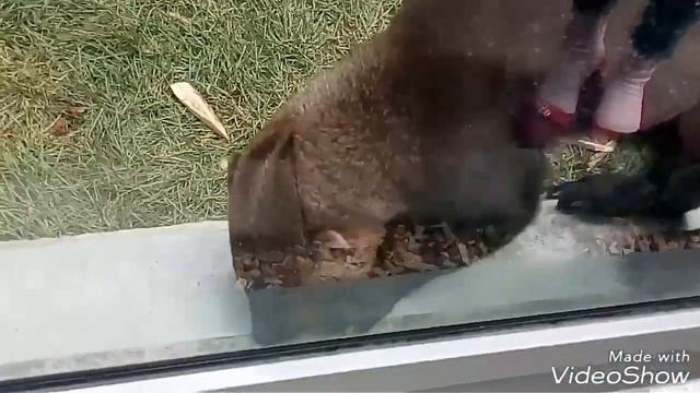 Самые крутые и волшебные моменты зоопарка смотреть онлайн