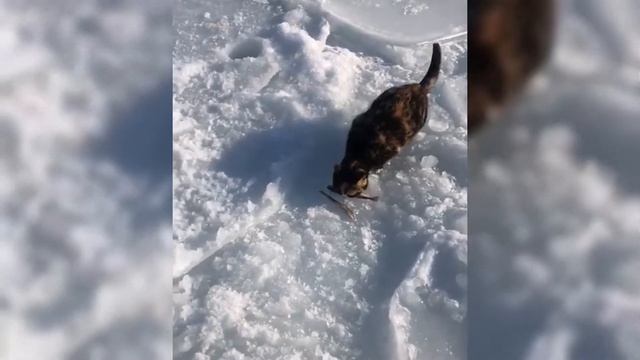 Кот на подлёдной рыбалке смотреть онлайн