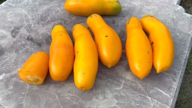 Томат СИБИРСКИЕ БАНАНЫ. Сорт у которого самые длинные плоды! смотреть онлайн