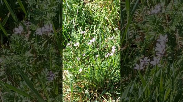 Forget me not flowers🌼🌼 :) смотреть онлайн