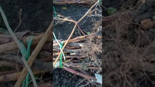 саженцы малины на продажу смотреть онлайн