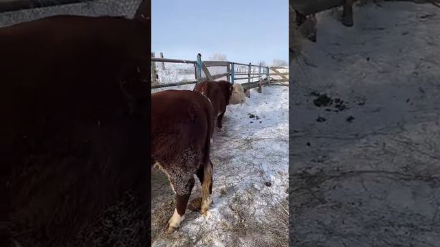 Ожеребилась кабыла. Эфир от тикток смотреть онлайн