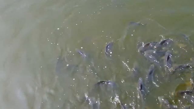 Настоящий улов рыбака! Размер имеет значение!!!/ A real catch of a fisherman! Size matters!!! смотреть онлайн