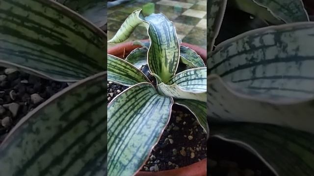 SANSEVIERIA HYBRID 'CLEOPATRA'