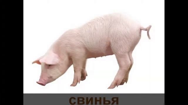 Домашние животные. Карточки Домана смотреть онлайн