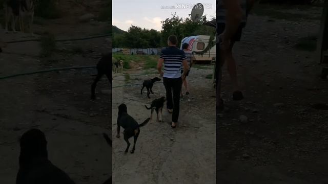 Собачий приют в Абхазии смотреть онлайн