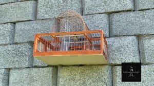 Красиво поёт птица щегол пение щегла| черноголовый щегол | щеглы| щегол на западок