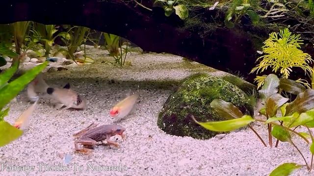 Top 5 Reptiles That Can Live In A Ten Gallon Enclosure FOREVER | Vol. 2 смотреть онлайн