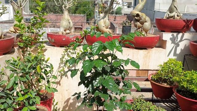 How to Grow and Care China Doll Plant / Radermachera || Fun Gardening смотреть онлайн
