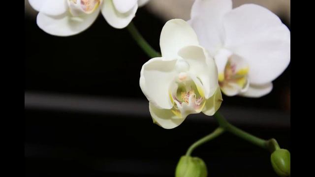 Phalaenopsis Aphrodite