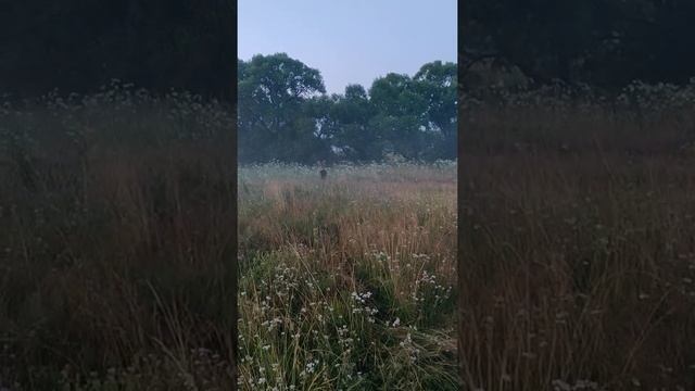Запускаем пенопластовый самолёт в тумане (часть 2) смотреть онлайн