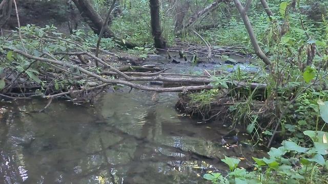 Река Кузнецовка – приток Шмелевки (Москва) в 4K смотреть онлайн