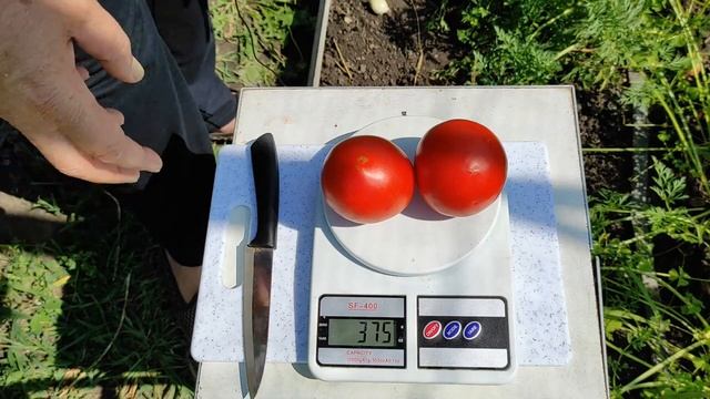 Томат Вексель урожайный и вкусный гибрид. смотреть онлайн