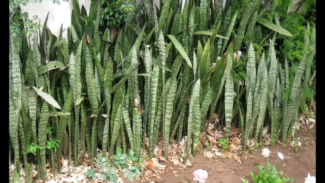 Сансевиерия на фото.