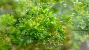 Выращивание Петрушки в теплице зимой как бизнес идея