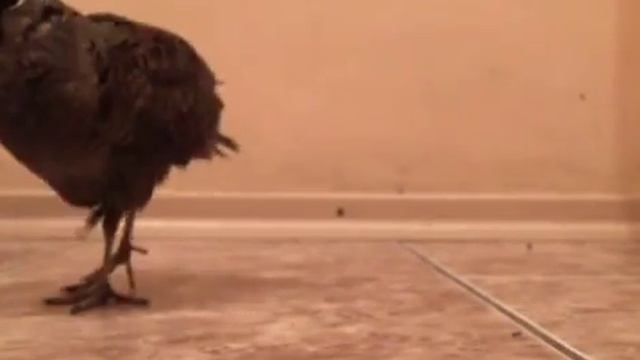 Домашний вальдшнеп смотреть онлайн