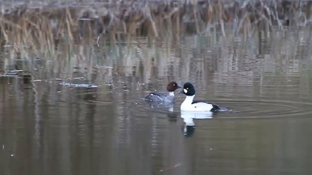Калининградская область и Прибалтика. Растения и животные. Апрель смотреть онлайн