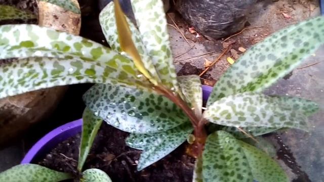 #LedebouriaSocialis LEDEBOURIA SOCIALIS/Cuidados Básicos/ @Enamoradodelasplantas