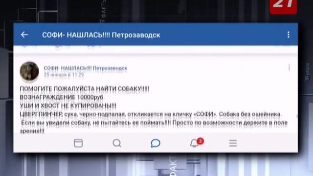 В Мурманск вернулась собака, которую искали всем Петрозаводском