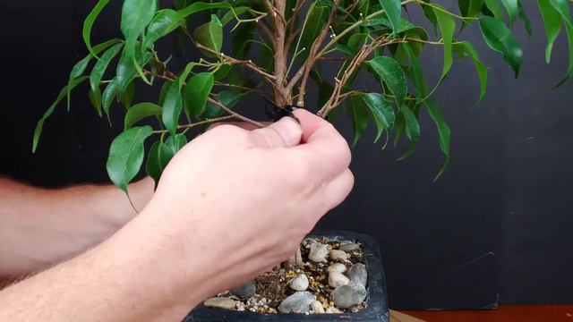 Ficus Benjamina - Fusion Experiment смотреть онлайн