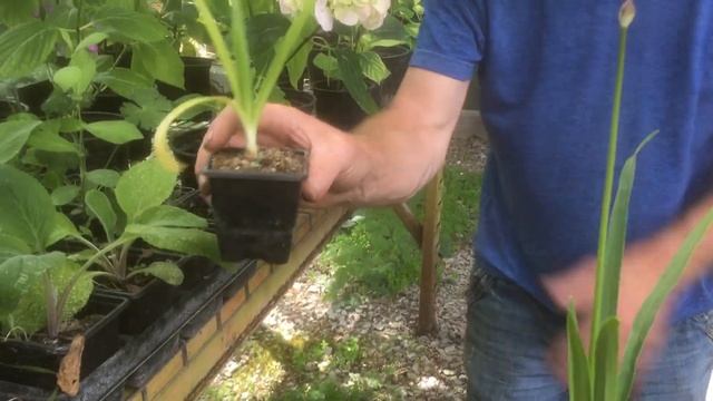 How to grow miniature agapanthus plants at stinky ditch nursery смотреть онлайн