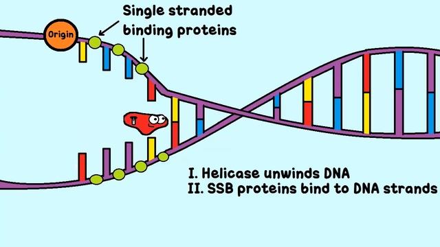 (OLD VIDEO) DNA Replication: The Cell's Extreme Team Sport смотреть онлайн