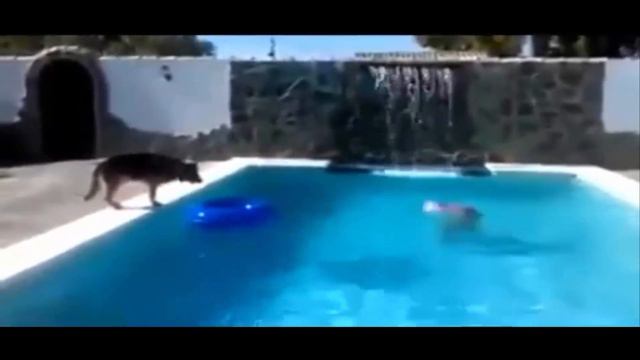 Sahiplerini Kurtaran Gerçek Kahramanlar смотреть онлайн